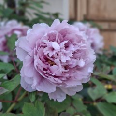 les pivoines