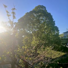 Lilas_69
